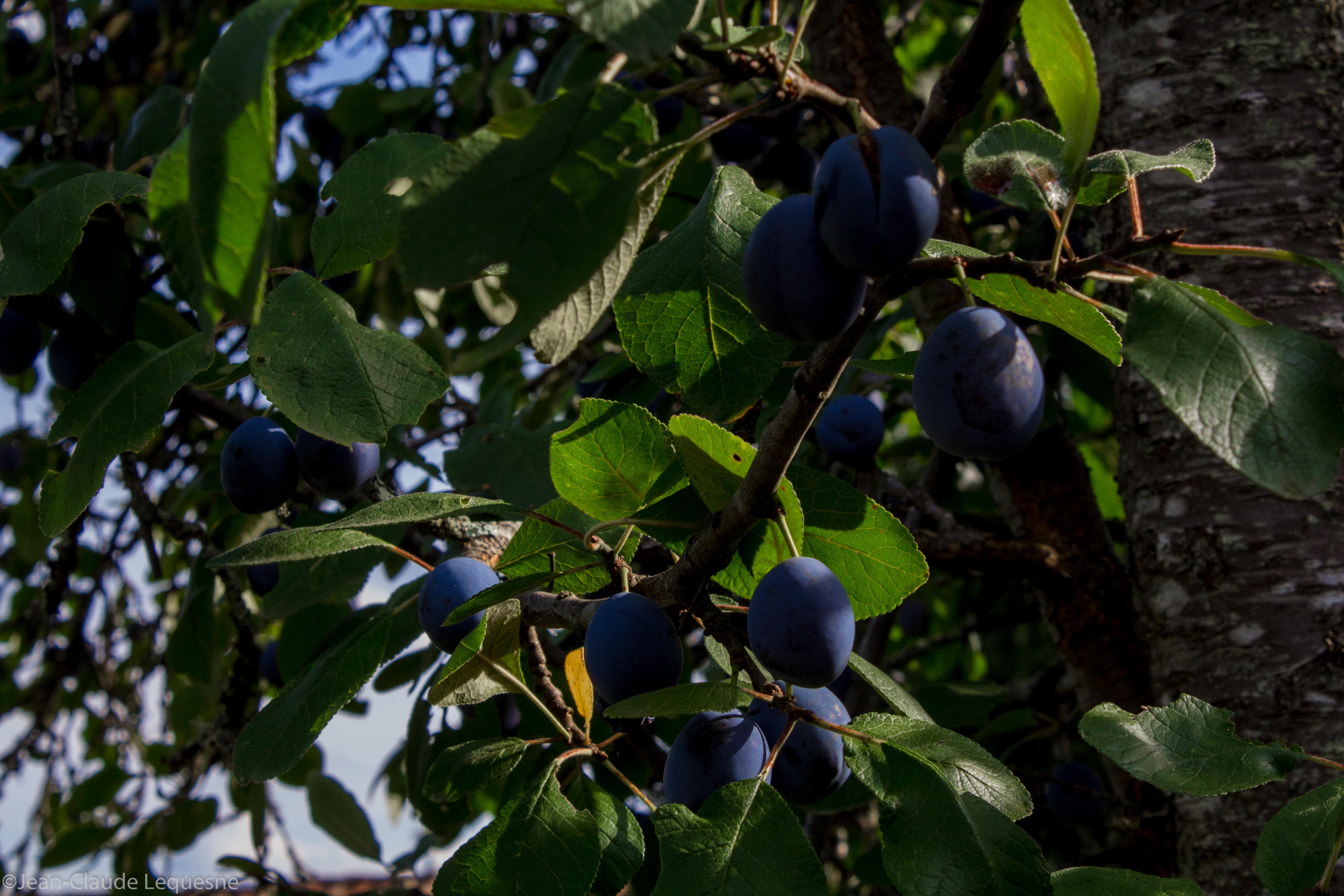 Prune bleue de Bajamont